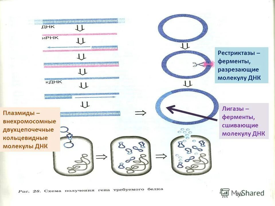 Процесс разрезания молекулы днк. Ферменты рестриктазы. Внехромосомные молекулы ДНК. Разрезание ДНК рестриктазами. Лигазы в генной инженерии.