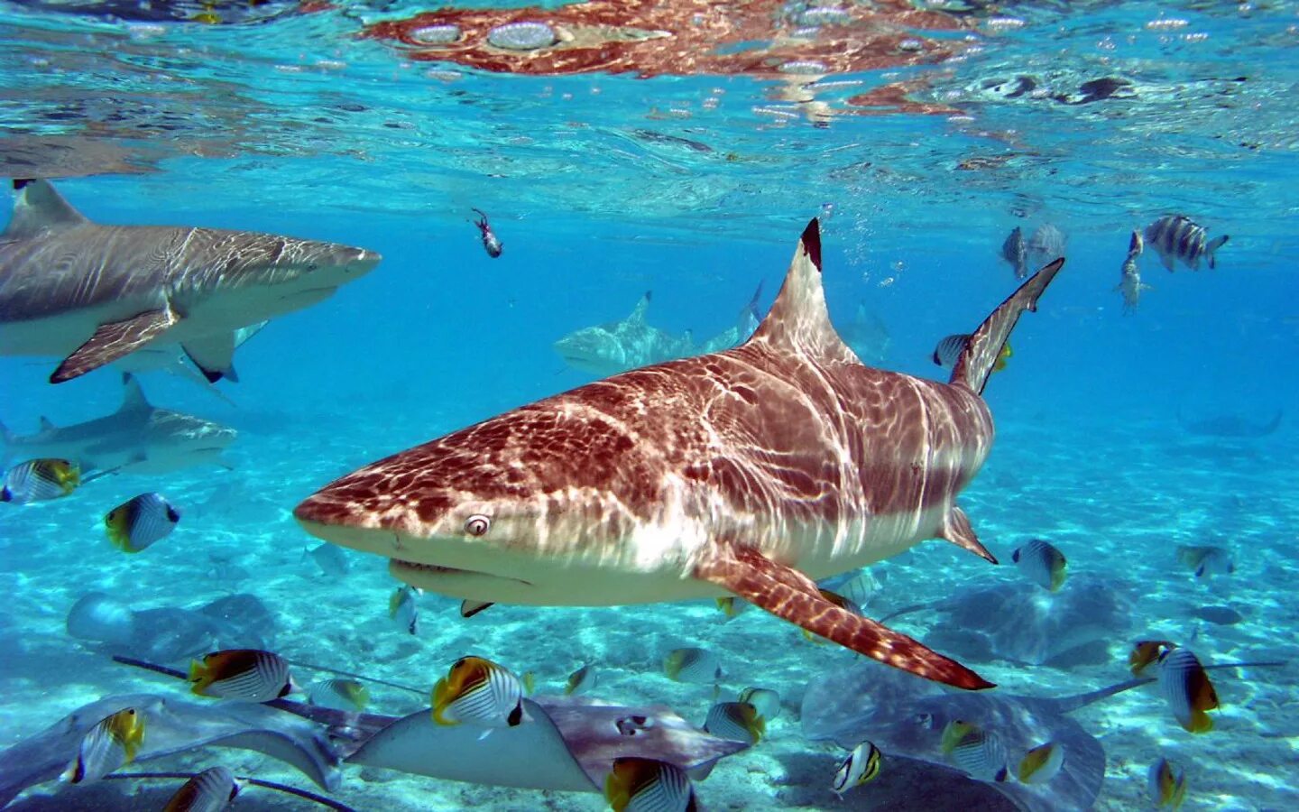 Какие рыбы водятся в море. Карибское море акулы. Рифовые акулы в Египте. Рифовая акула в Красном море. Рифовые акулы на Мальдивах.