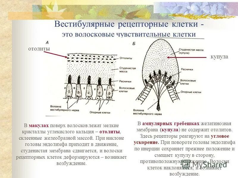 волосковые клетки вестибулярного аппарата. стереоцилии и киноцилии. волосковые клетки отолитового аппарата. волосковые клетки анализатор. рецепторные клетки вестибулярного аппарата.