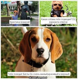 Что ты за собака