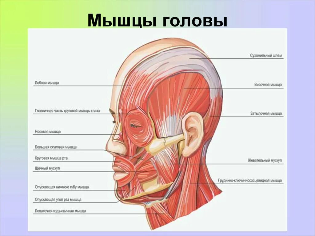 Строение головы человека сбоку. Скелетные мышцы головы человека. Мимические мышцы головы анатомия.