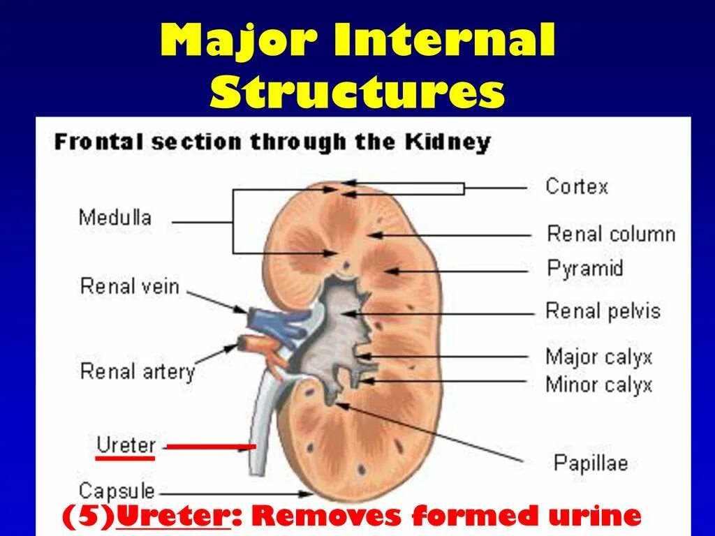 Internal structure. Cortex Kidney. The Internal structure of the Kidney. Structure of the renal Pyramid. Diseases of the Genitourinary System.