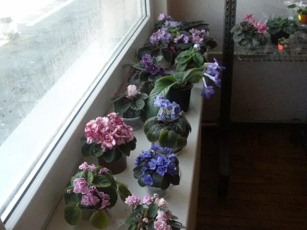 Фиалки в одном горшке несколько. Розетка фиалки. фиалки с идеальной розеткой. много фиалок в одном горшке. фиалки в одном горшке несколько розеток.