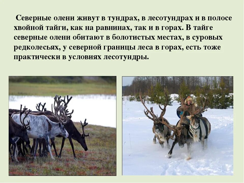 Интересное о тундре. Сообщение про оленя. Таежный Северный олень. Северный олень обитает в тундре. Северный олень обитает в тундре и тайге.