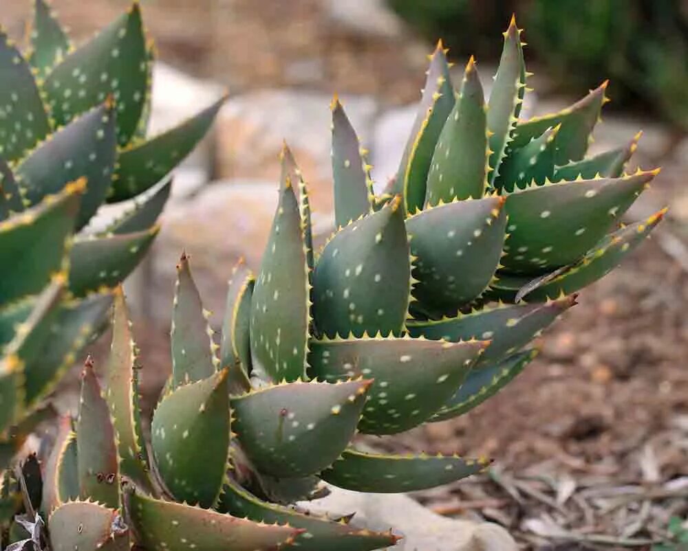 Как растет алоэ. Алоэ отдаленное Aloe distans. Алоэ Миднайт. Королевский алоэ. Алоэ Замбези.