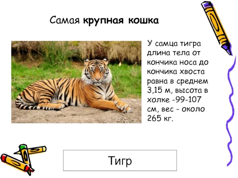 Тигр длина тела. Длина тигра. Масса сибирского тигра. Тигр длина тела. Амурский тигр вес и рост.