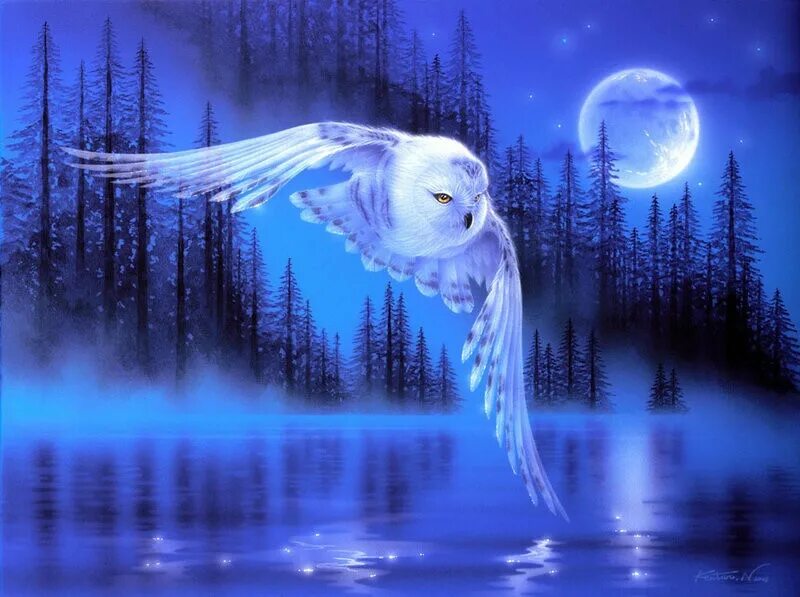 Спокойной ночи птичка. Белая Сова на фоне Луны. Полярная Сова ночью. Птицы ночью. Волшебная птица в ночи.