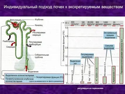 Реабсорбция гормон