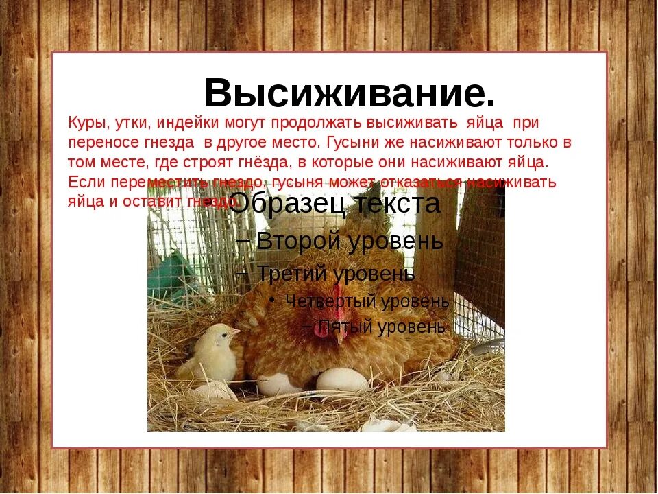 Сколько дней высиживают куры. Наседка курица высиживает яйца. Сколько курица высиживает яйца. Сколько курица сидит на яйцах. Место для высиживания яиц.