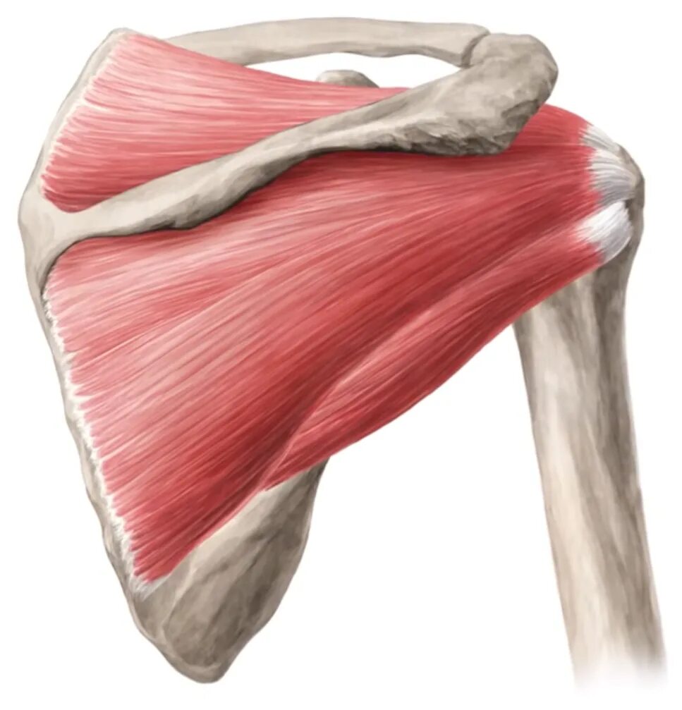 Мускулюс субскапулярис. Надостная (m. Supraspinatus). Надостная мышца (супраспинатус).. Мускулюс Терес минор.