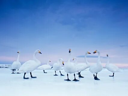 Whooper Swans, Hokkaido.