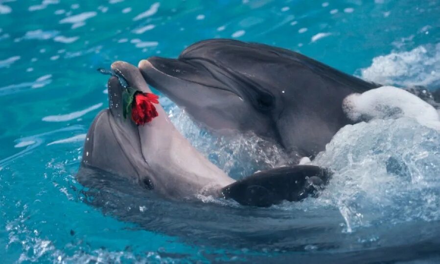 Дельфинарий варадеро. Размножение дельфинов. Касатка в дельфинарии и дельфины. Московский дельфинарий. Дельфин половой.