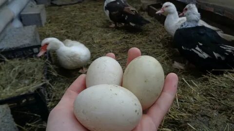 Индоутки несутся каждый день