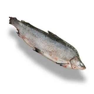 Нельма и муксун