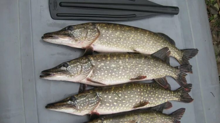 три щуки. 5 кг. 2щуки. щучью два. щука 2 кг.