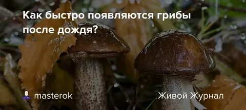 Пройдет теплый дождь появятся грибы в лесу