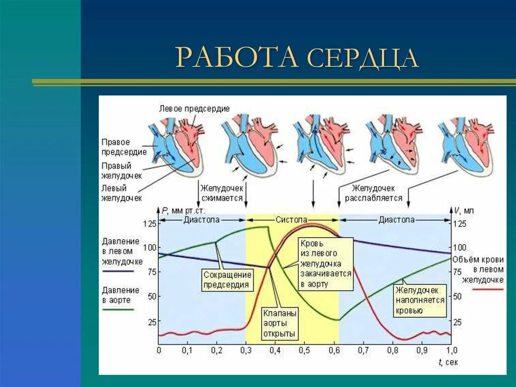 Давление в правом предсердии. Систола и диастола сердца. Систола и диастола желудочков. Систола систола диастола. Диастола предсердий и желудочков.