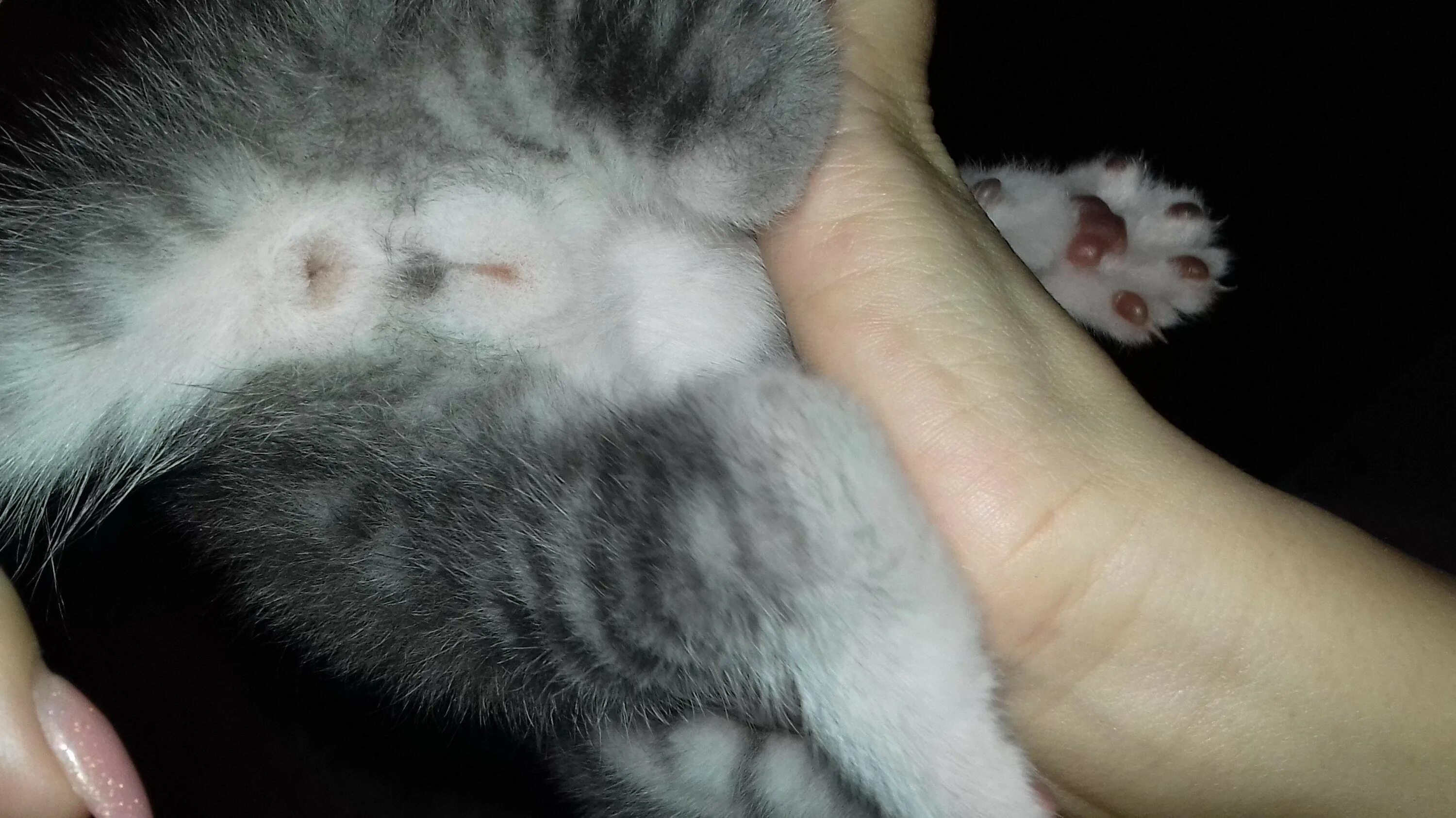 Как распознать котят