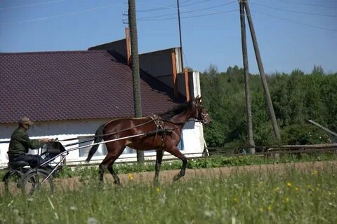 Чувашский конный завод