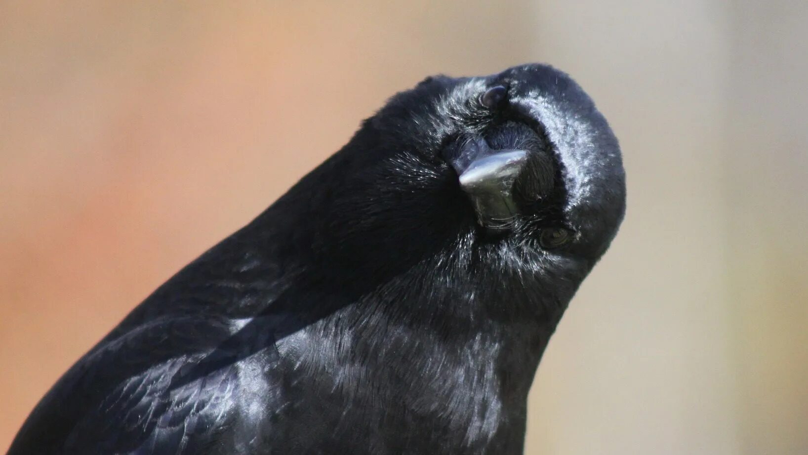 Crow не работает