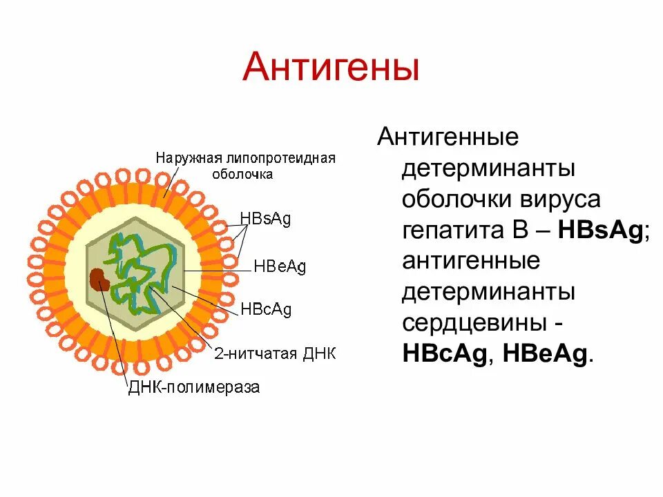 Антигены вирусов. Антигены вируса гепатита с. Вирус гепатита в. Поверхностные антигены вирусов.