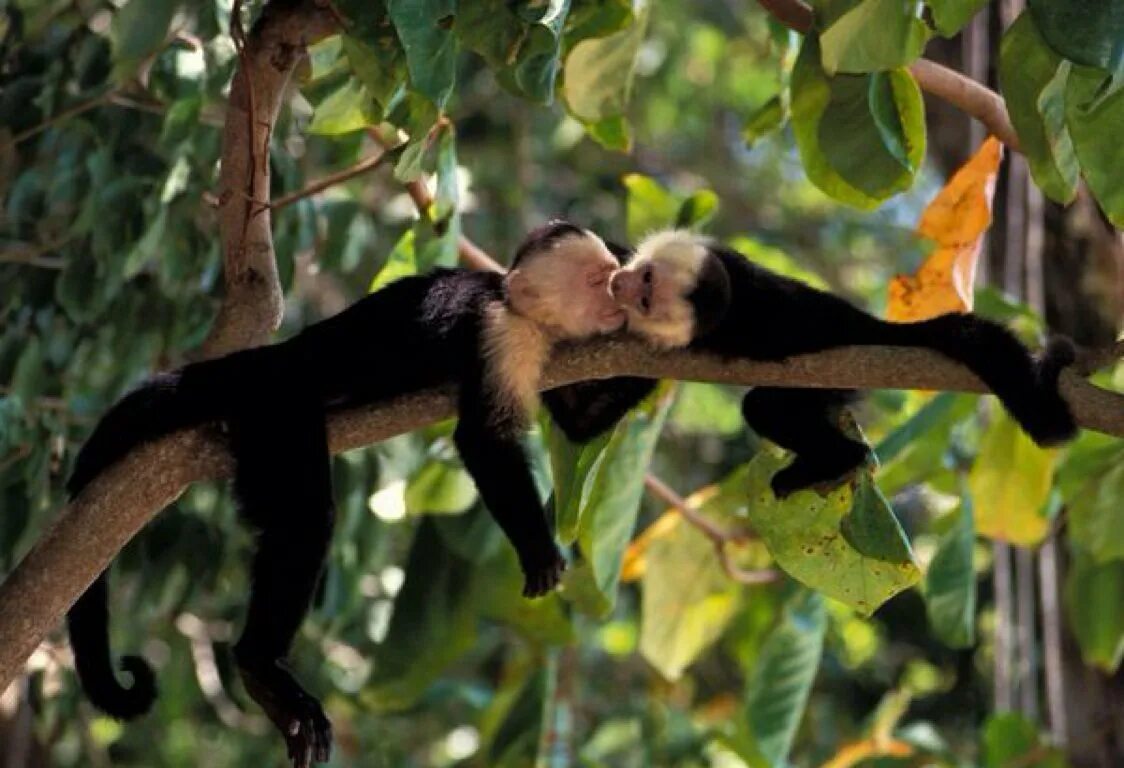 Шлейка поводок джинс 2,0см 148803. Широкий кожаный мужской пояс larp. Пояс животных. Дымчатый леопард охотится. Пояс животных.