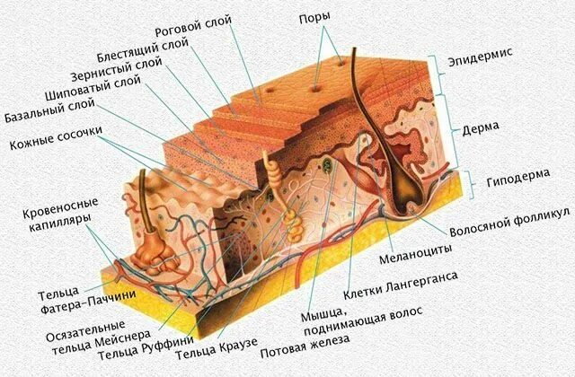 Какая более мощная структура кожи у тюленей. Строение кожи. Схема строения кожи. Строение кожи человека схема.