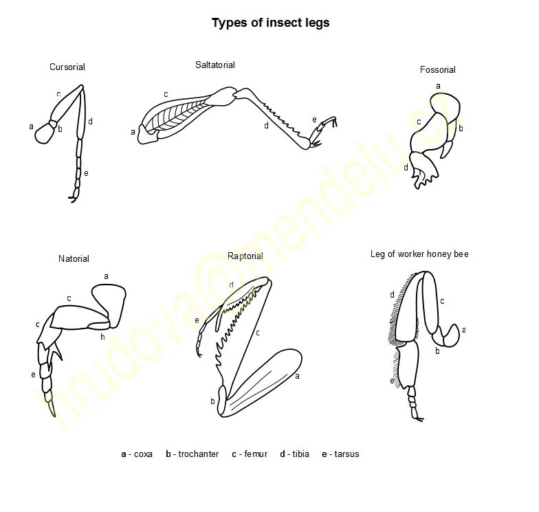 Insect legs. Types of Leg insects. Cicada Anatomy. Insect Anatomy.