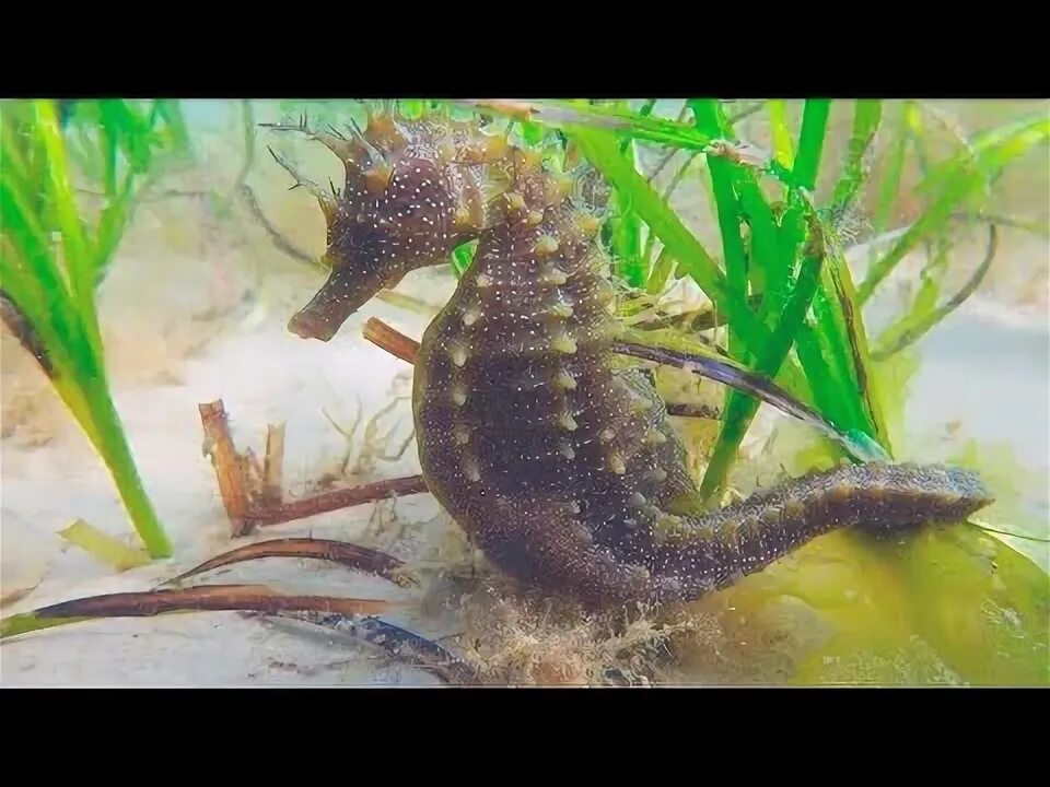 SeaHorses 3# seahorse# ocean# cool Beautiful sea creatures, Seahorse, Animals be