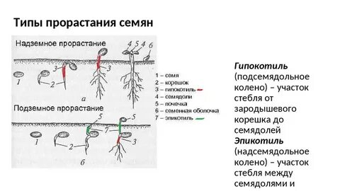 Прорастания семян строение семян