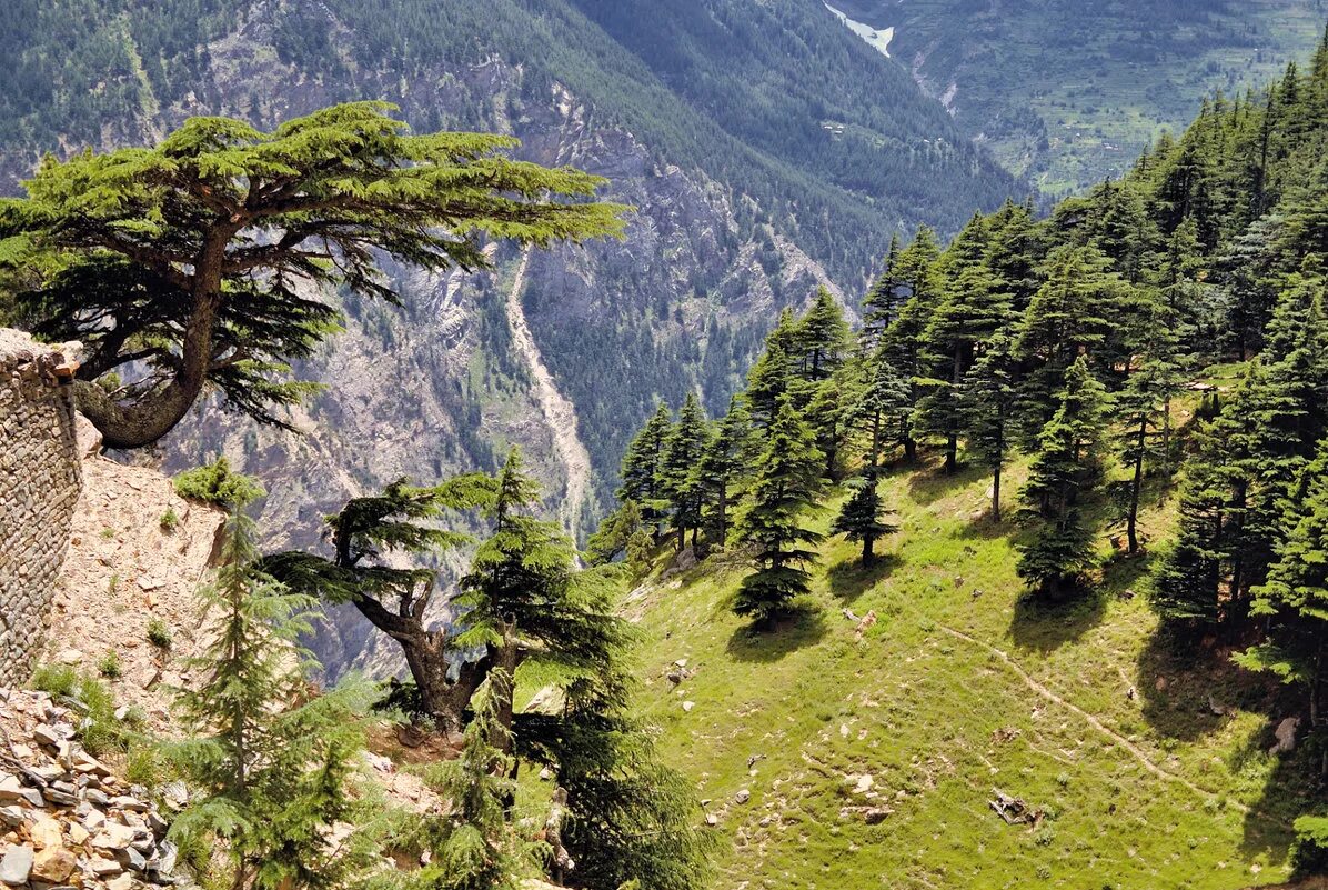 Вечнозеленая страна. Горные леса Гималаи. Предгорья Гималаев в Индии. Гималаи Кедровый лес. Районы Индии, подножия Гималаев.