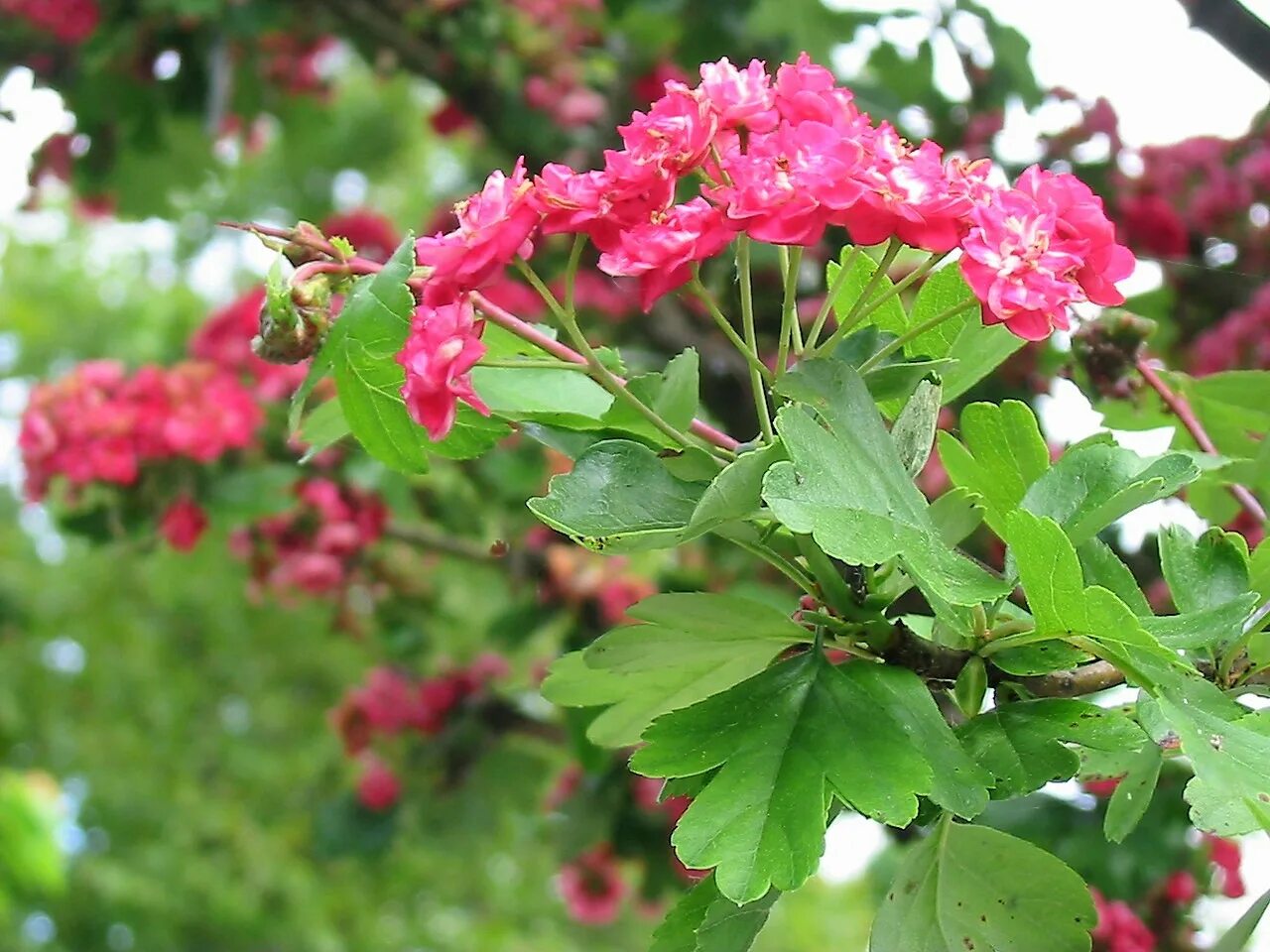 боярышник рубра