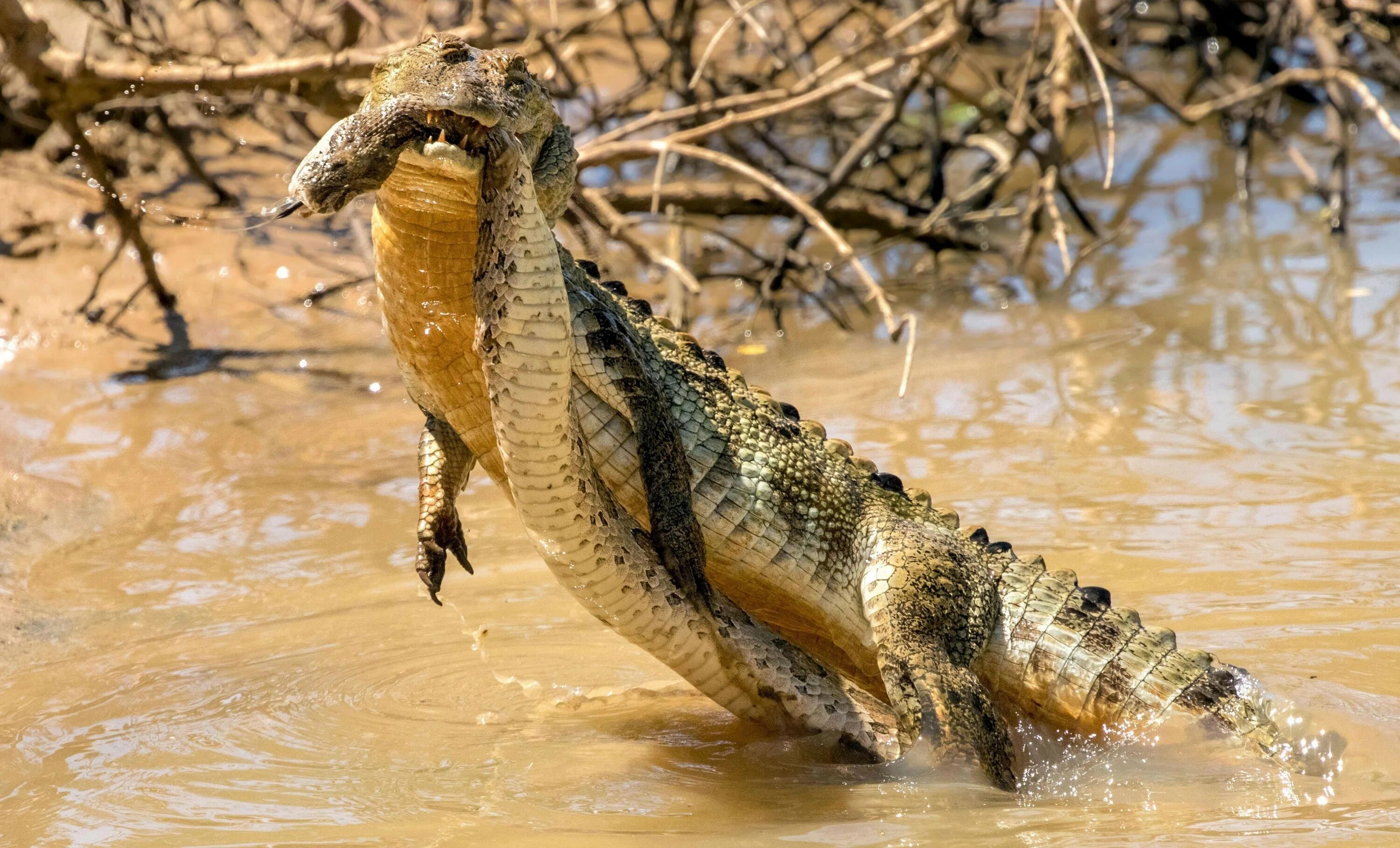 Гребнистый крокодил Шри Ланка. Нильский Варан. Нильский крокодил. Остров Рамри крокодилы. Схватка крокодилов