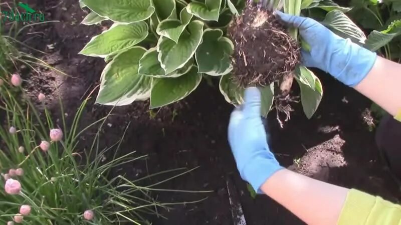 Как размножить хосту