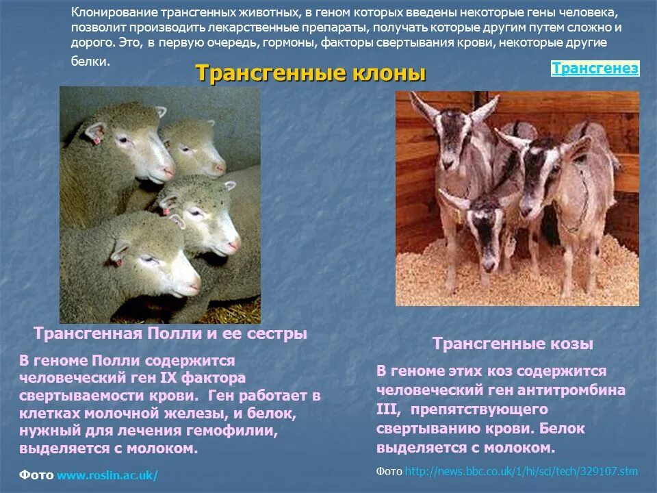 Трансгенных животных. Клонирование животных. Клонирование домашних животных. Трансгенные животные клонирование. Как получили клона