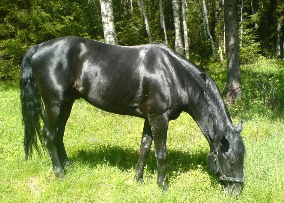 Карачаевская лошадь купить. Шагди порода лошадей. Вороная Кабардинская лошадь. Кабардинская порода лошадей. Кабардинец лошадь порода.