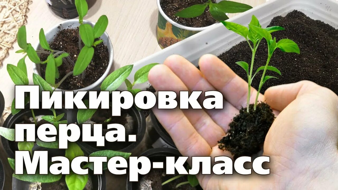 Как правильно пикировать рассаду перца