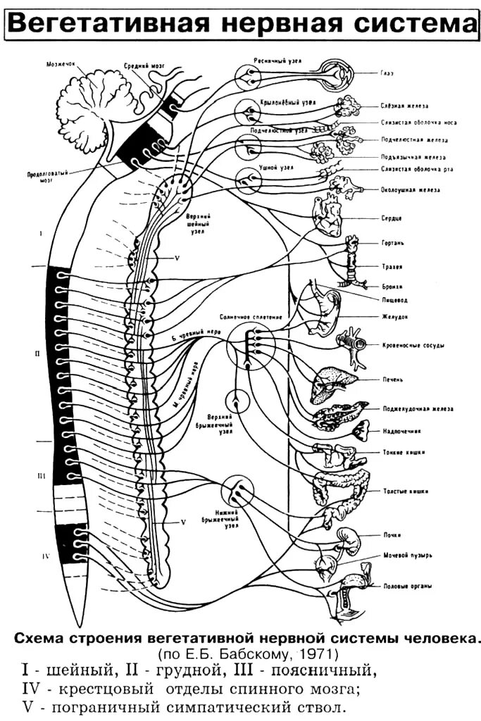 Работа симпатического нерва. Отделы вегетативной нервной системы строение. Вегетативная нервная система схема спинного мозга. Схема иннервации вегетативной нервной системы. Схема строение отделов вегетативной нервной системы.