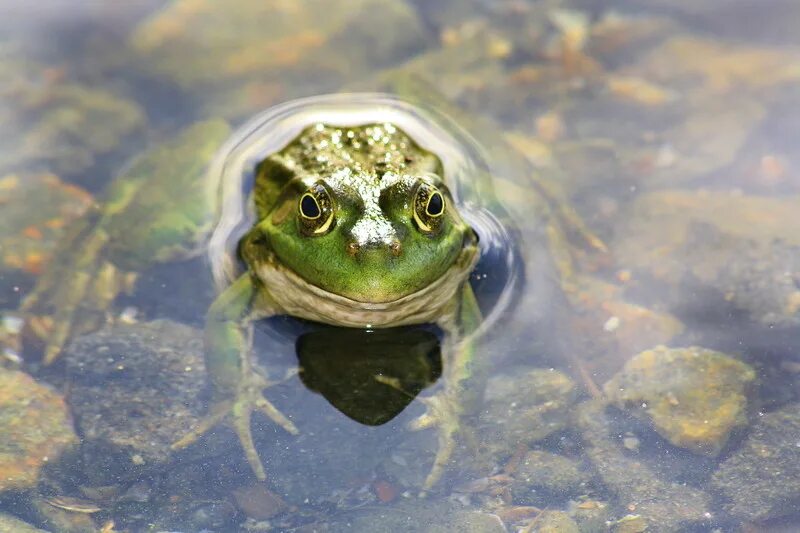 Смешные жабки. Лягушка удивлена. Жабка с выпущенными глазами. Смешная жаба. Лягушка удивлена.