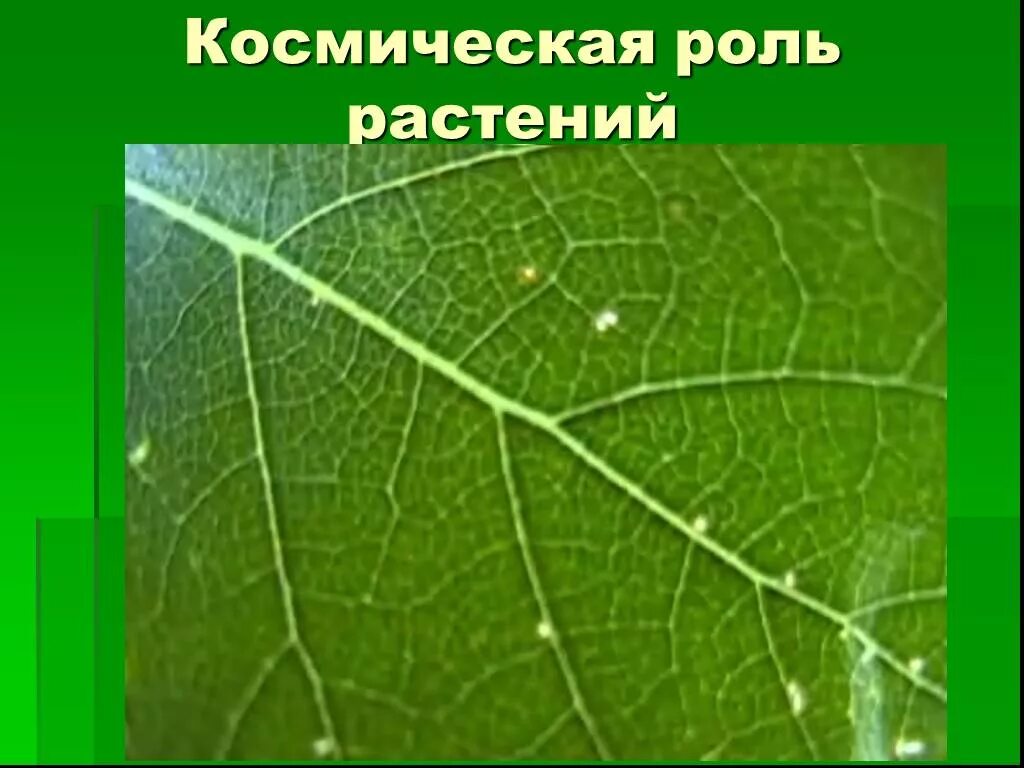 Космическая роль зеленых растений текст. Космическая роль растений. Космическая роль зеленых растений. Сообщение Космическая роль зеленых растений. Космическая роль растений презентация.