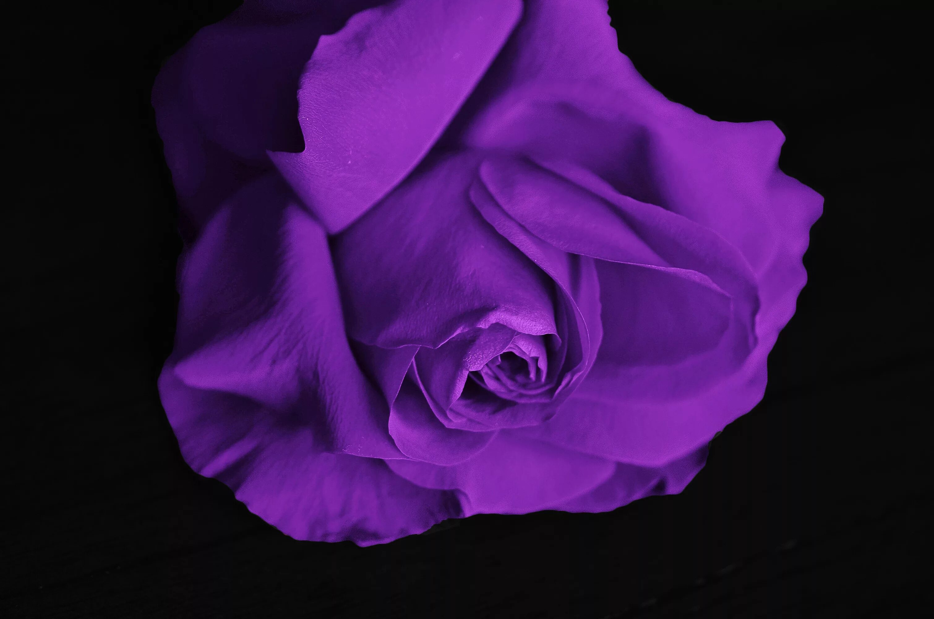 Розово фиолетовые картинки. Темно фиолетовые цветы. Фиолетовые розы фон.