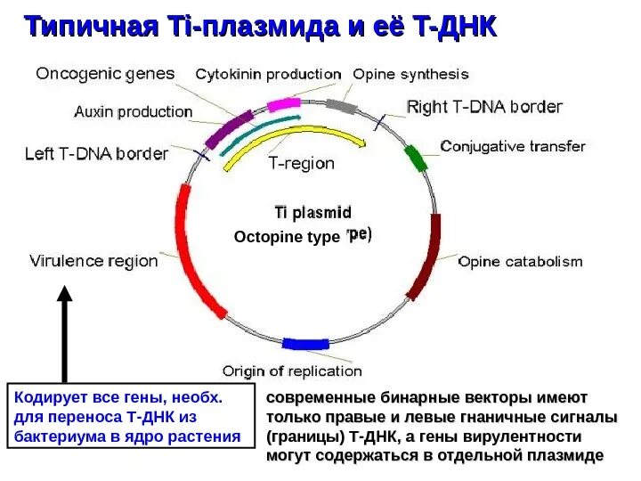 Плазмида определение. Ti плазмида строение. Структура ti и RI плазмид. Структура ti плазмиды. Строение плазмиды.