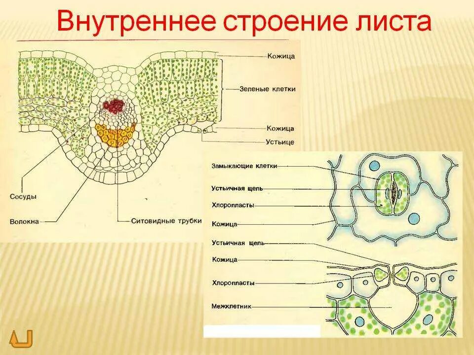 Внутреннее строение листа структура листа. Схема поперечного среза листа. Лист внешнее строение внутреннее строение. Схема внутреннего строения листа биология 6 класс.