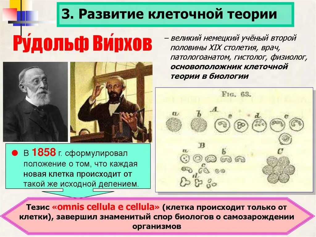 Теория клеточного строения. История развития клеточной теории. История открытия клеточной теории.