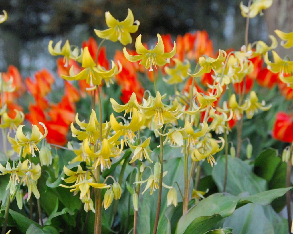 Эритрониум уайт бьюти. Кандык (erythronium). эритрониум кандык. кандык калифорнийский.