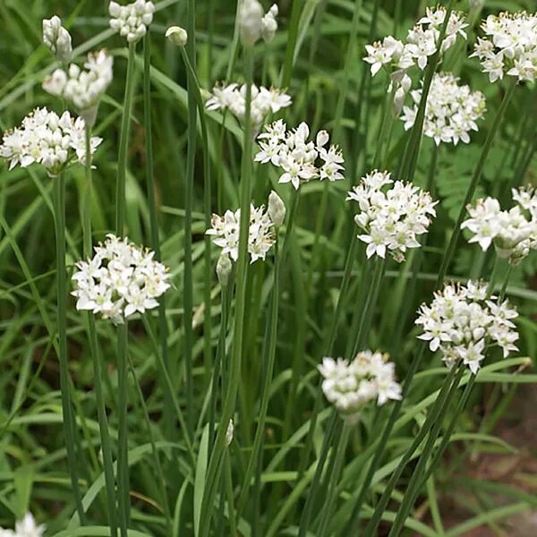 Китайский чеснок: описание и характеристика Herbs, Plants, Garden