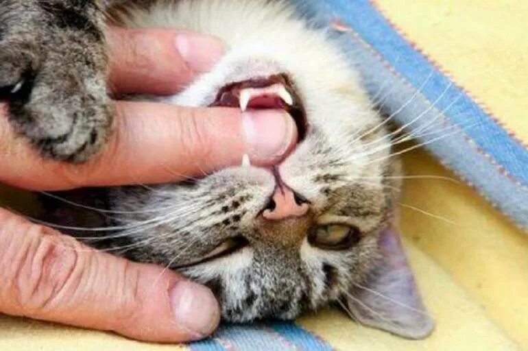 Кусачий рыжий кот. Кусачий кот. Кот больно укусил. Кот больно укусил. Кот больно укусил.