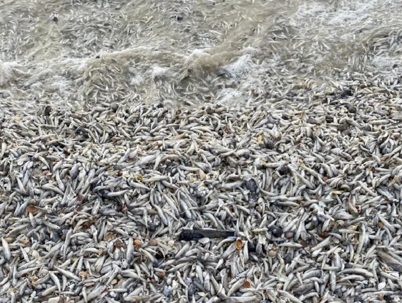 Рыбки гибнут. Цимлянское водохранилище рыба. Берег Цимлянского водохранилища. Цимлянская рыба Волгодонск. Волгодонск Цимлянское водохранилище.