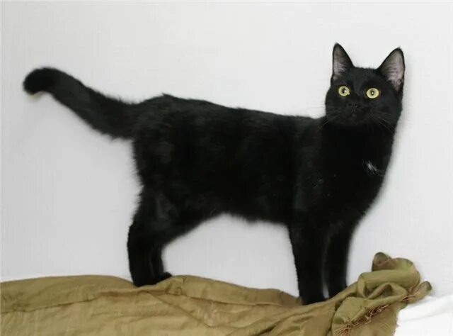 Белый галстук у черного кота 7 букв. Черная гладкошерстная кошка. Черный кот с белым пятном на груди. Белый кот с черными пятнами. Чёрный кот с белой грудкой.