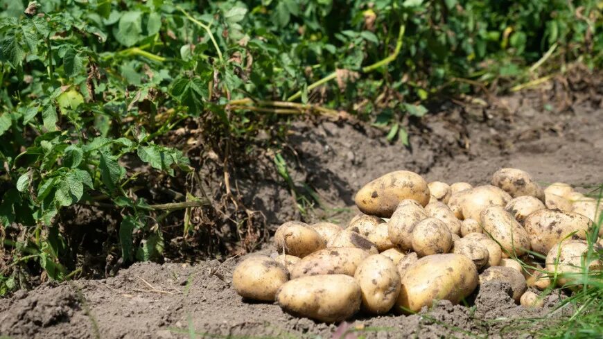 Урожайность картофеля у двух. Урожай картофеля. Рекордный урожай картофеля. Корешки картофеля. 13 Картофеля.